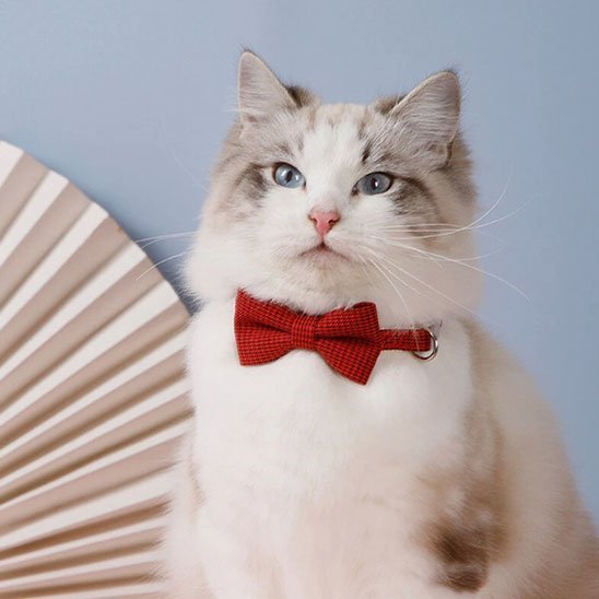 Ragdoll élégant portant un collier avec nœud papillon rouge bordeaux sur fond bleu