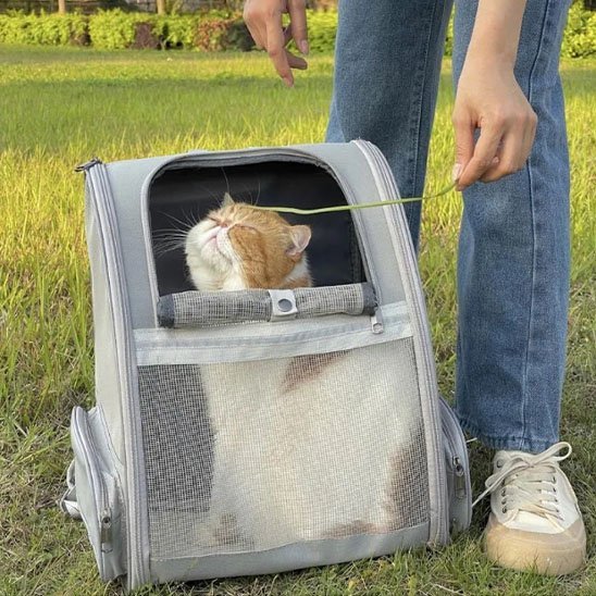 Sac à dos transport chat gris mesh avec chat roux jouant à l'ouverture dans un jardin