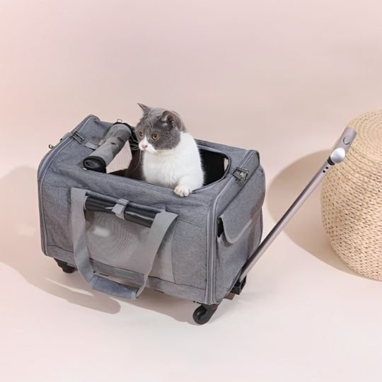 Chat gris et blanc dans sac de transport à roulettes