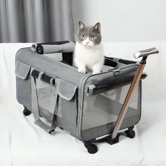 Chat dans sac de transport à roulettes avec panneaux mesh