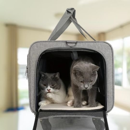Deux chats dans un sac de transport spacieux ouvert