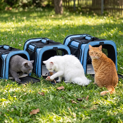 Trois sacs de transport chat bleus posés dans l'herbe avec un chat gris, un chat blanc et un chat roux